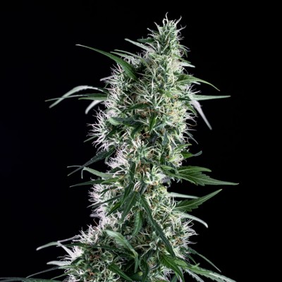 Santa Bilbo| Semi Cannabis femminizzati Genehtik