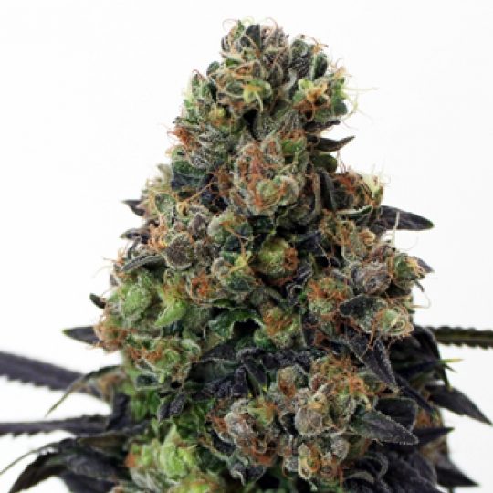 Acid Dough  Semi Cannabis Femminizzati - Ripper Seeds 